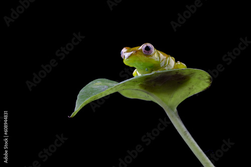 Juvenile Zhangixalus dulitensis closeup from side view, Baby Jade tree frog closeup on isolated background