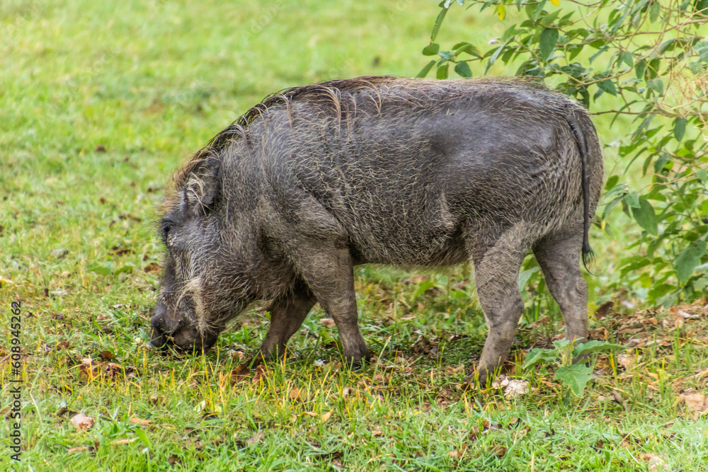 Eastern Warthog (Phacochoerus africanus massaicus) in Ziwa Rhino Sanctuary, Uganda Eastern Warthog (Phacochoerus africanus massaicus) in Ziwa Rhino Sanctuary, Uganda