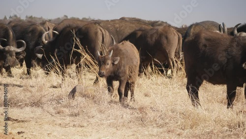 African Buffalo calf chews the cud in middle of dry grassland, surrounded by herd