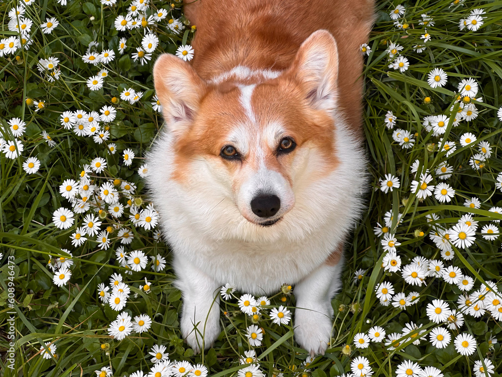 The red and white Corgi lies on a daisy field