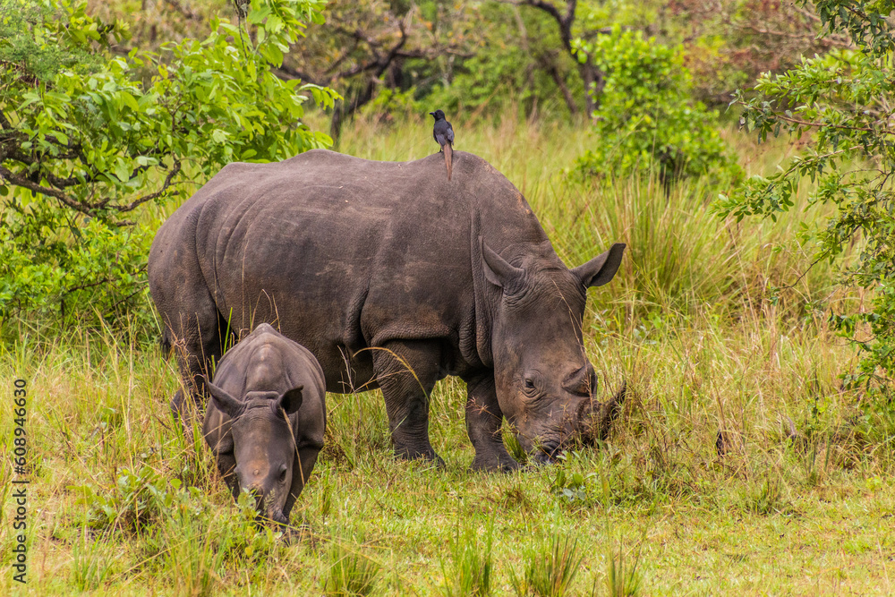 Obraz premium Southern white rhinoceros (Ceratotherium simum simum) in Ziwa Rhino Sanctuary, Uganda