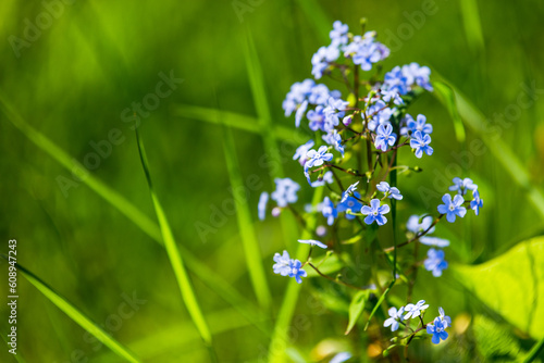 Forget Me Not, Myosotis. Blue flowers on a sunny day