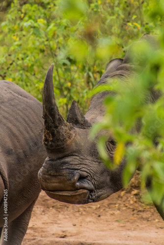 Southern white rhinoceros  Ceratotherium simum simum  in Ziwa Rhino Sanctuary  Uganda