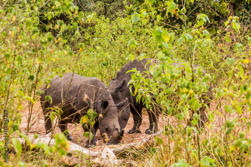 Southern white rhinoceros  Ceratotherium simum simum  in Ziwa Rhino Sanctuary  Uganda