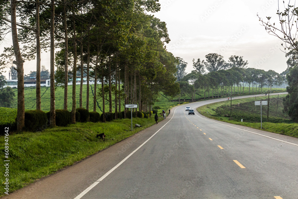 WESTERN UGANDA - MARCH 10, 2020: Mubende - Fort Portal road through tea plantations near Kaswa, Uganda