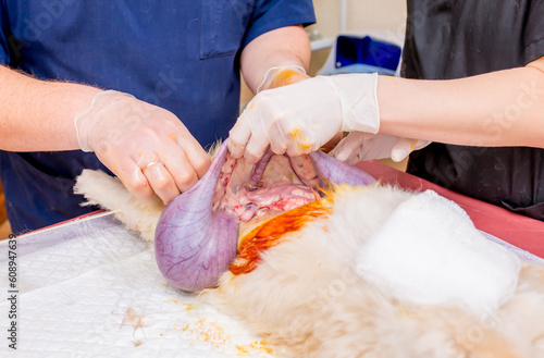 Veterinary clinic, a surgeon doctor performs an operation to remove pyometra from a Pekingese dog. Sterilization of animals. Closeup emergency surgery. Treatment and rescue animals. photo