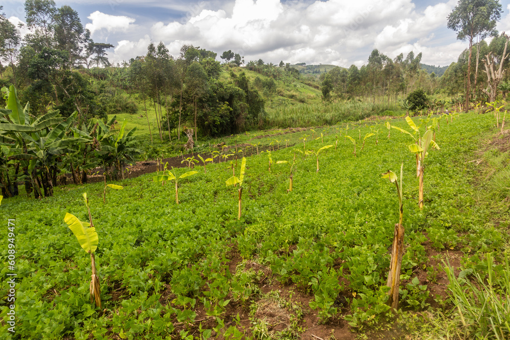 Φωτογραφία Rural landscape in the crater lakes region near Fort Portal, Uganda