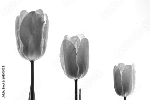 three white tulips in the light