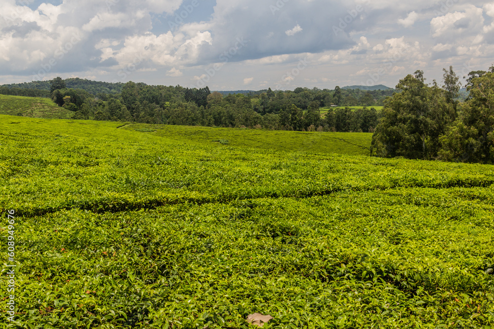 Tea plantations near Rweetera village in the crater lakes region near Fort Portal, Uganda Tea plantations near Rweetera village in the crater lakes region near Fort Portal, Uganda