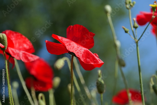 Fleurs rouges de coquelicot