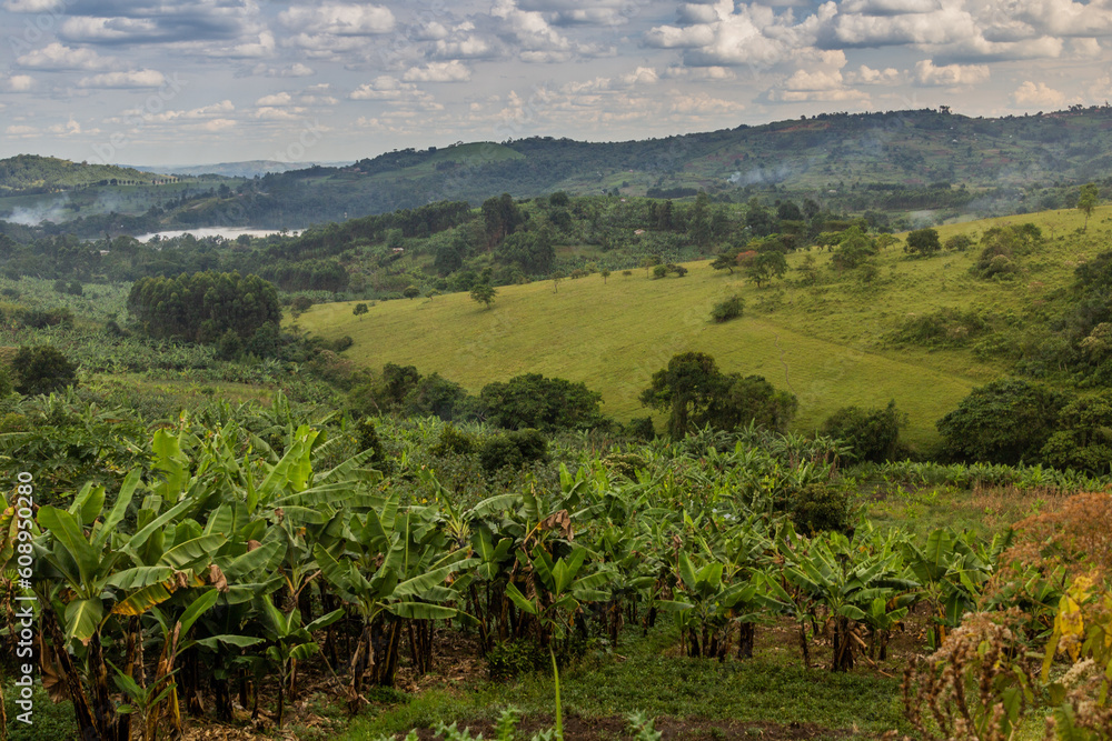 Lush rural landscape with Nyabikere lake near Fort Portal, Uganda
