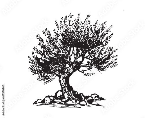 Olive tree hand drawn illustrations, sketch. Vector.	

