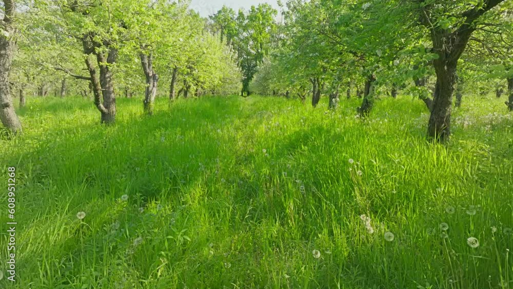 Park hill green view garden landscape summer mountains plant Park hill green view garden landscape summer mountains plant
