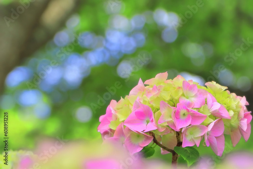 新緑と爽やかなピンク紫陽花の花