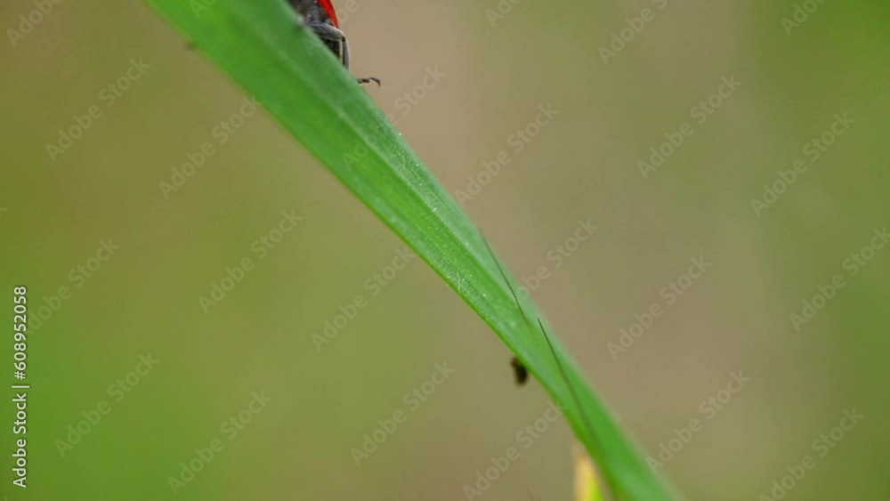 macro video of a ladybug. a ladybug walks on a green leaf. garden scene. insects in the garden. garden life. macro video of a ladybug. a ladybug walks on a green leaf. garden scene. insects in the garden. garden life.