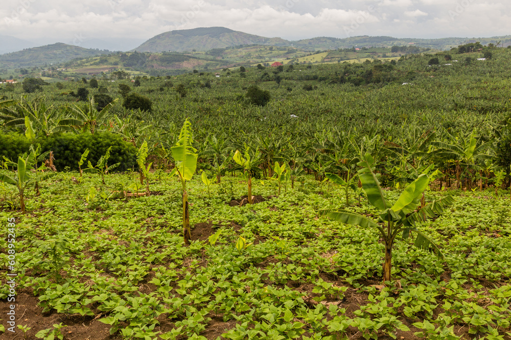 Banana plantation in the crater lakes region near Fort Portal, Uganda