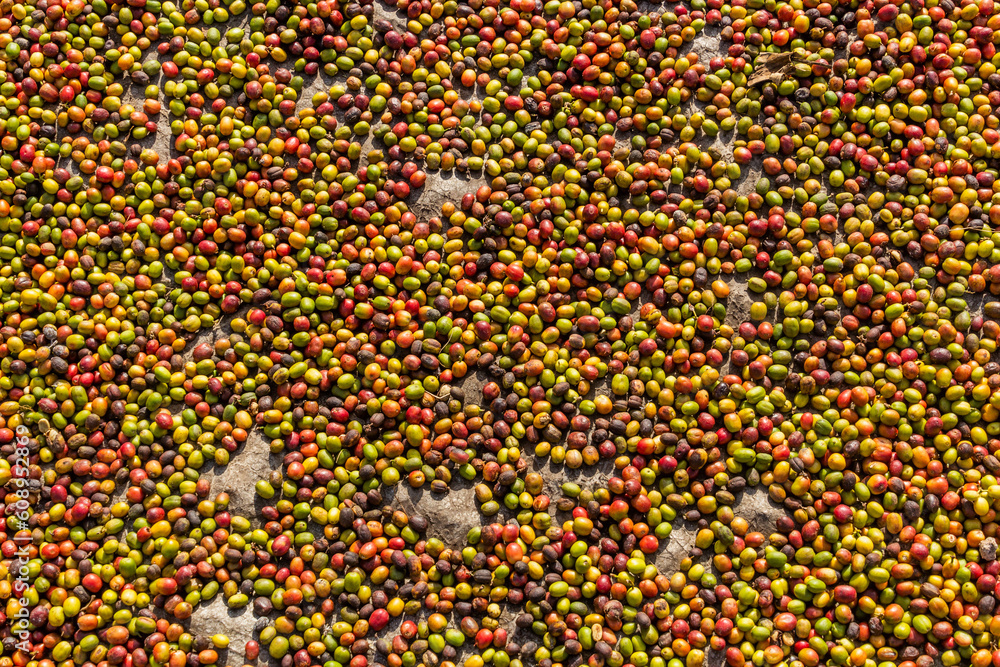 Coffee beans being dried in Kilembe village, Uganda