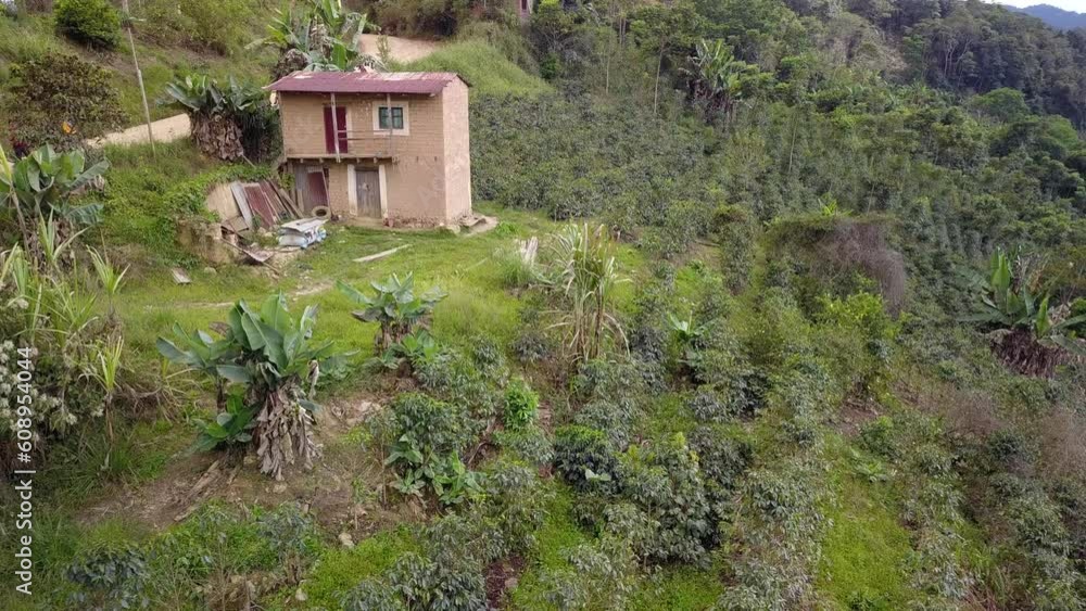 Coffee plantation in the Bolivian mountain jungle Coffee plantation in the Bolivian mountain jungle