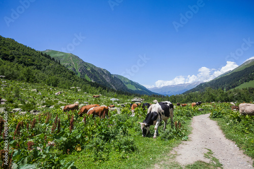 Cows graze in Arkhyz, Karachay-Cherkessia. Russia photo