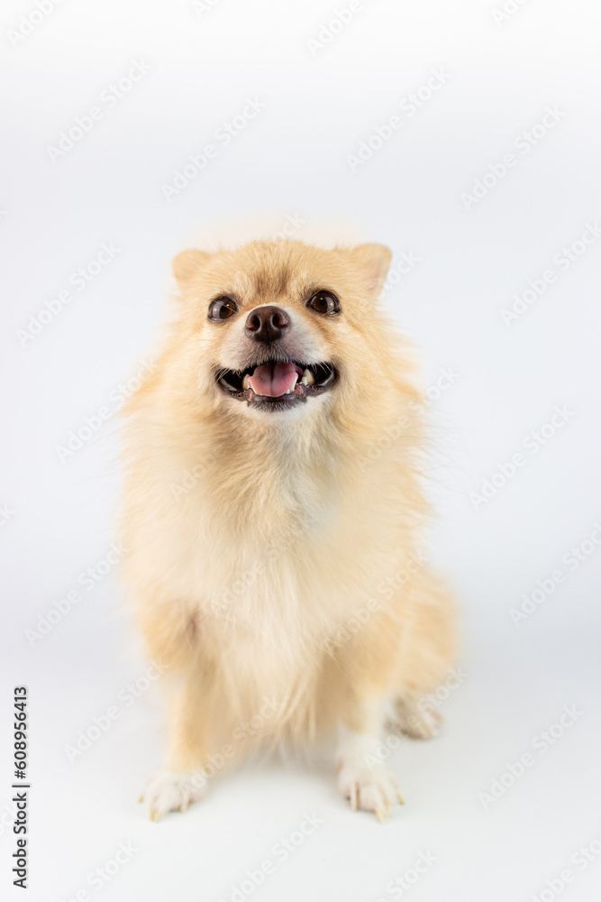Pomeranian dog isolated on a white background. Studio shot. Pomeranian dog isolated on a white background. Studio shot.