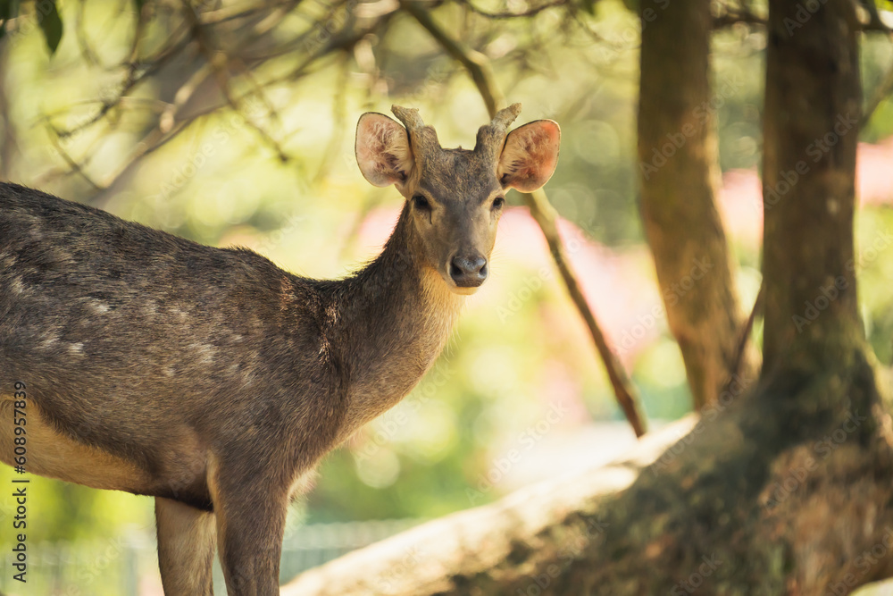 Majestic Deer Peering from Under Tree Canopy Majestic Deer Peering from Under Tree Canopy