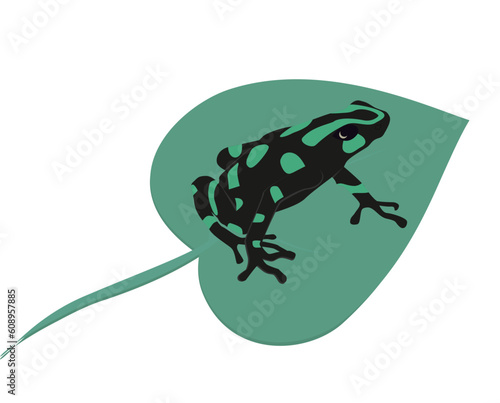 The green-and-black poison dart frog (Dendrobates auratus) sitting on a leaf vector illustration. Isolated on white.