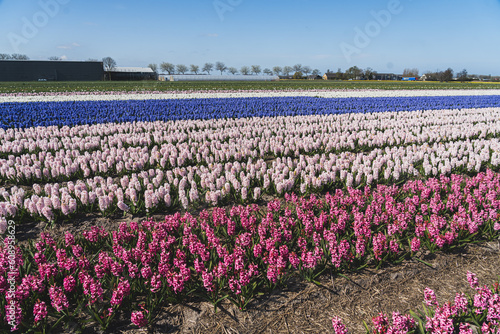 Beautiful colourful hyacinth cultivation field during cloudless sunny day. Unconventional touristic attraction in the Netherlands. High quality photo