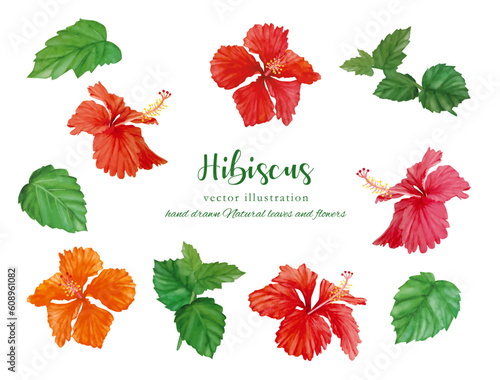 水彩で描いたハイビスカスの素材セット