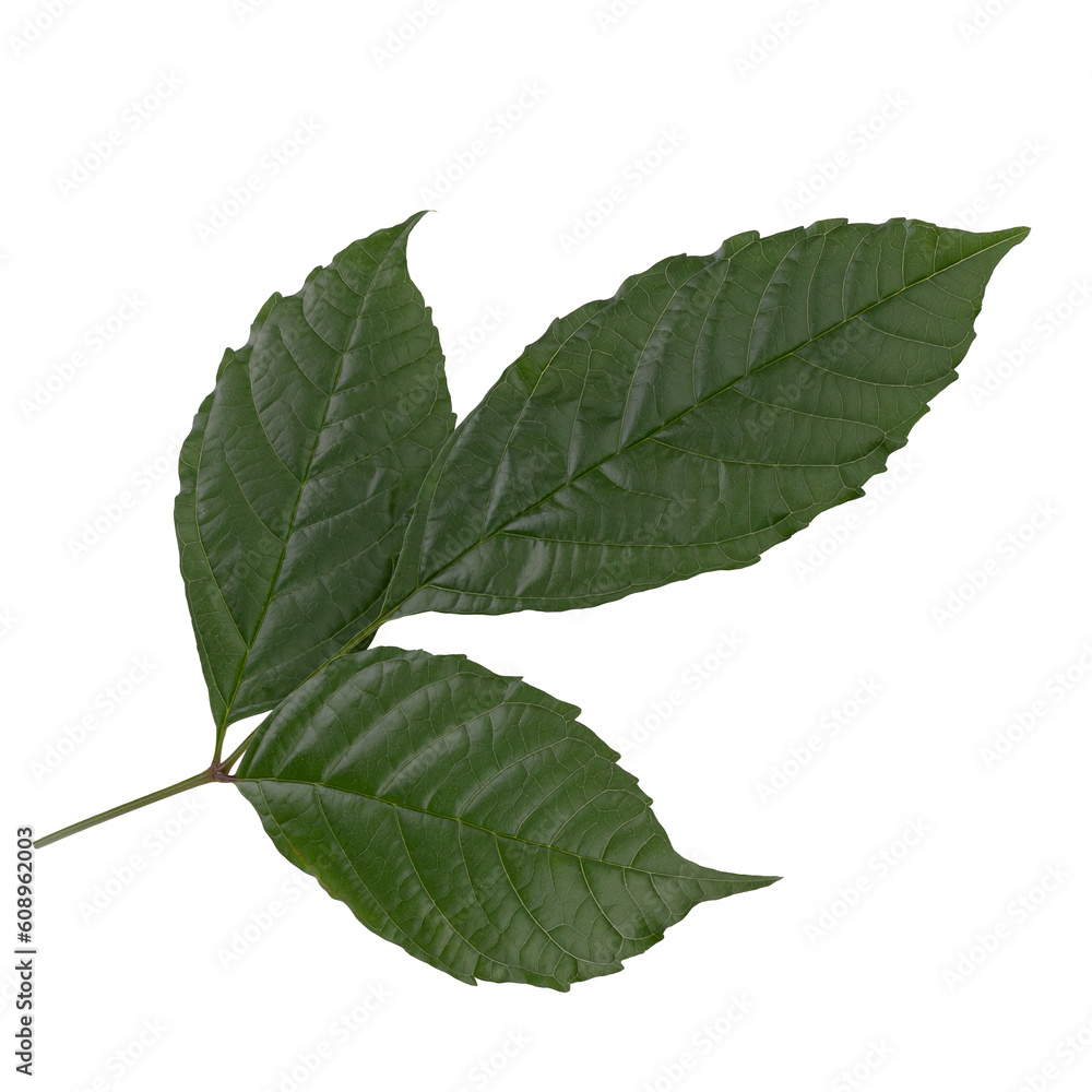 Fototapeta premium fresh green leaves isolated on a transparent background