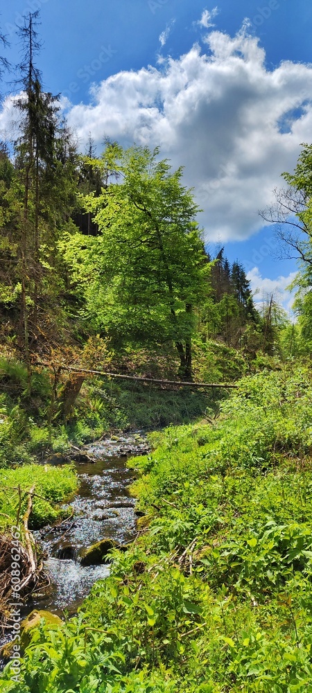 forest in the mountains