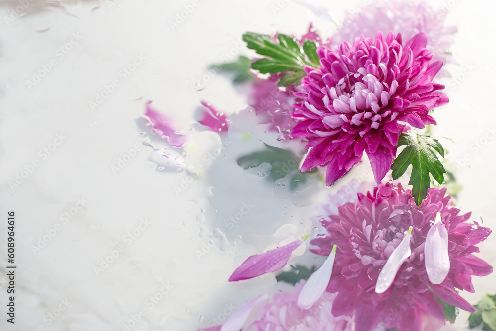 Obraz premium pink and purple chrysanthemum in raindrops on white background