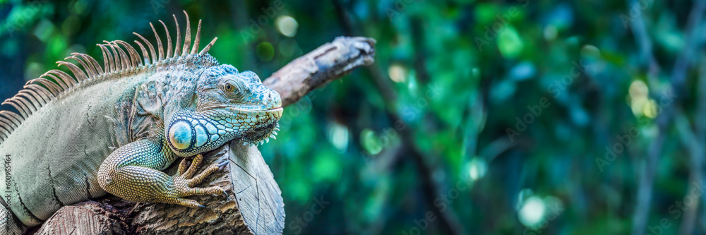 Obraz premium Close up portrait of an iguana looking at the camera, panoramic web banner