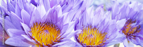 Photography Purple water lily panoramic background