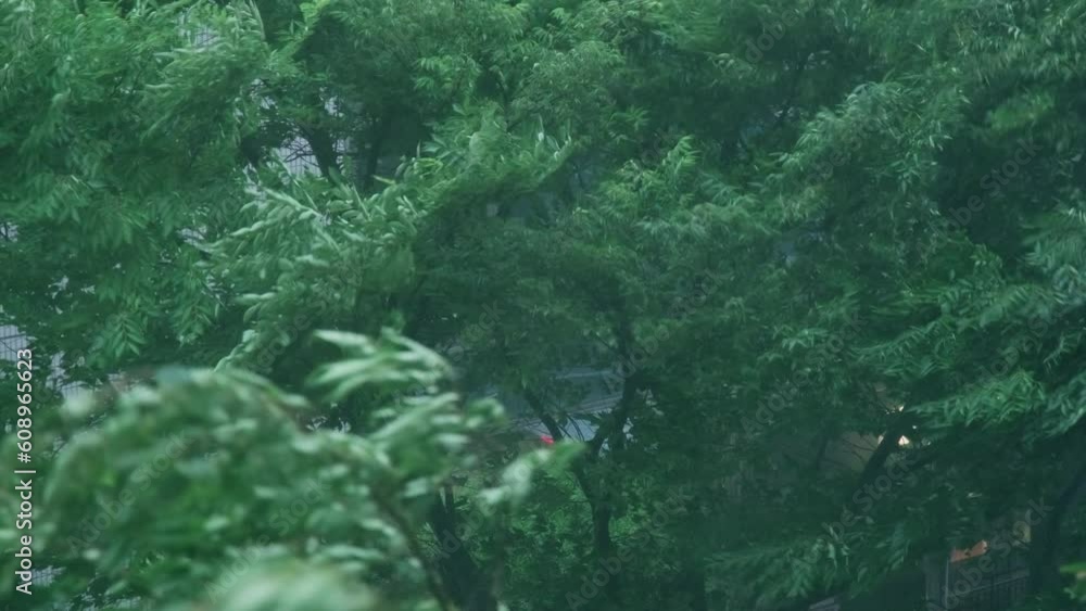 梅雨、大雨と暴風に揺れる木の葉 台風・暴風雨・嵐・ゲリラ豪雨 梅雨、大雨と暴風に揺れる木の葉 台風・暴風雨・嵐・ゲリラ豪雨