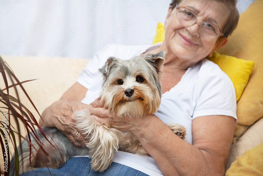 Happy senior woman (over age of 50) hugging lovely Yorkshire terrier (York) dog with cute expression at home. Pensioner and animal enjoying rest together. Healthy lifestyle. Selective focus. Happy senior woman (over age of 50) hugging lovely Yorkshire terrier (York) dog with cute expression at home. Pensioner and animal enjoying rest together. Healthy lifestyle. Selective focus.