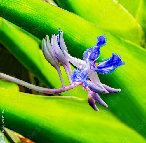 Dayflower (Cochliostema odoratissimum) is an epiphyte herb native to Central America and northern South America. photo