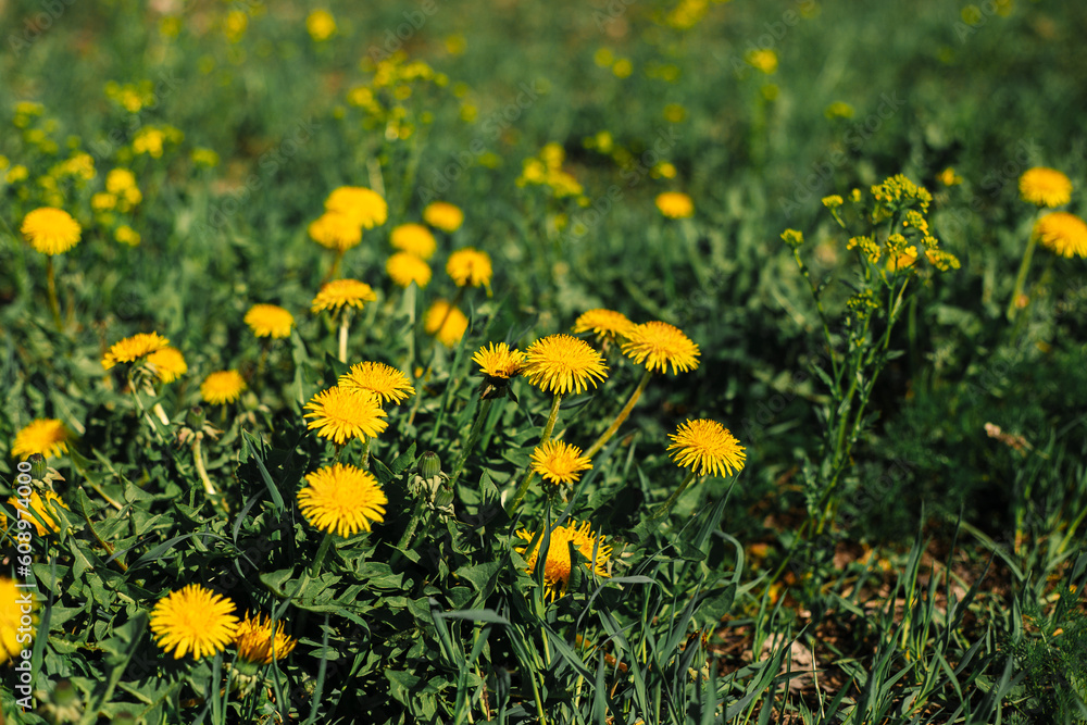Mother-and-stepmother flowers among the grass. Sunny, spring day. Yellow flower, green grass. Mother-and-stepmother flowers among the grass. Sunny, spring day. Yellow flower, green grass.