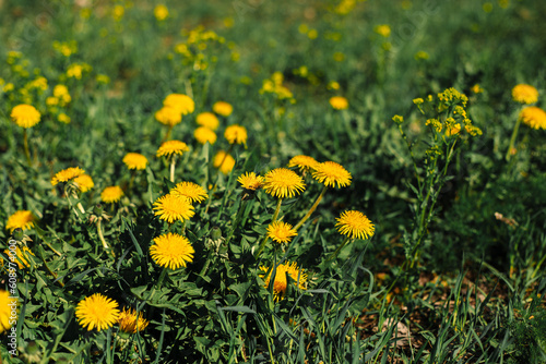 Mother-and-stepmother flowers among the grass. Sunny, spring day. Yellow flower, green grass.