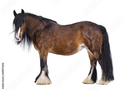 Brown Tinker aka Gypsy Cob horse standing side ways. Head slightly turned to the side. Looking at camera. isolated cutout on a transparent background.