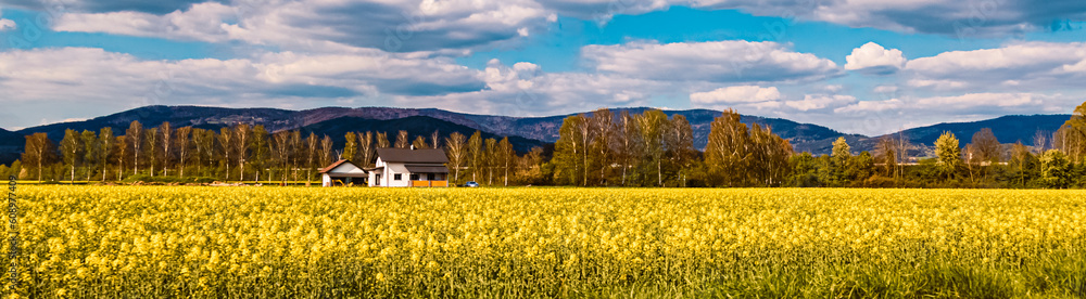 Spring view with yellow canola fields near Welchenberg, Straubing-Bogen, Bavaria, Germany