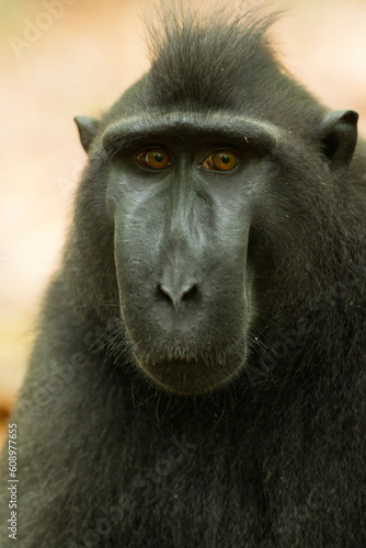 Celebes crested macaque (Macaca nigra) in the wild