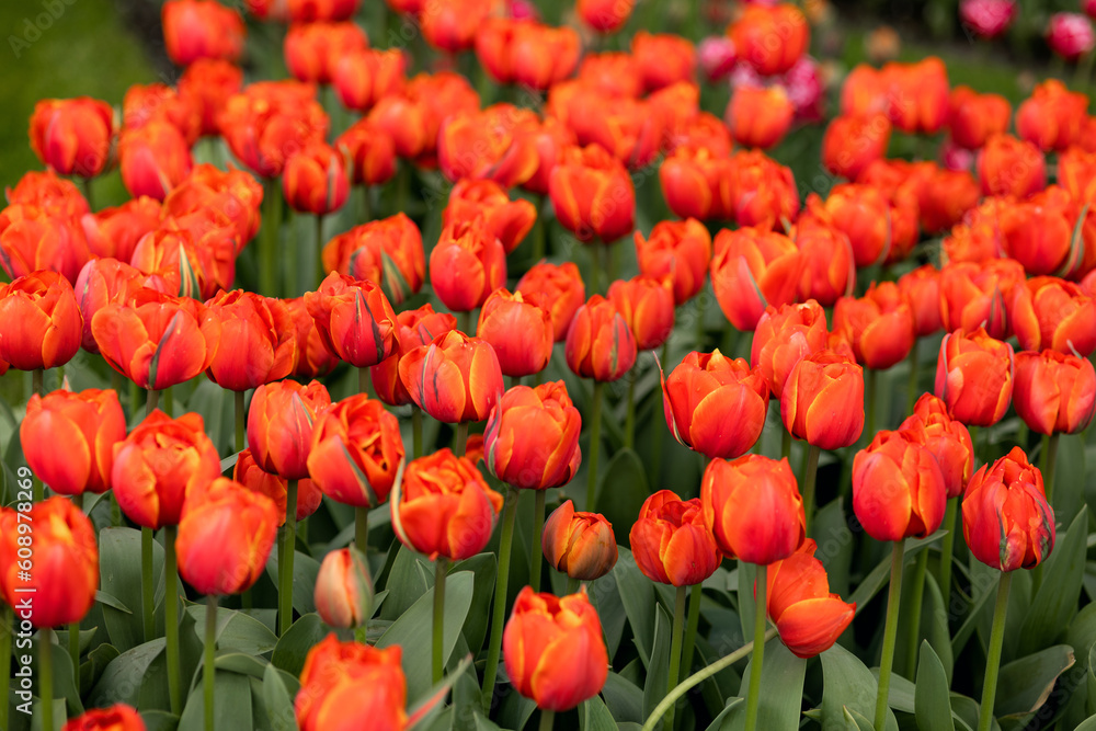 Bright red-orange tulips with green stipules. View from above. Filled frame Bright red-orange tulips with green stipules. View from above. Filled frame