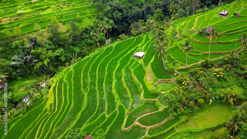 Aerial view of amazing rice fields in Munduk - Bali. Indonesia. 