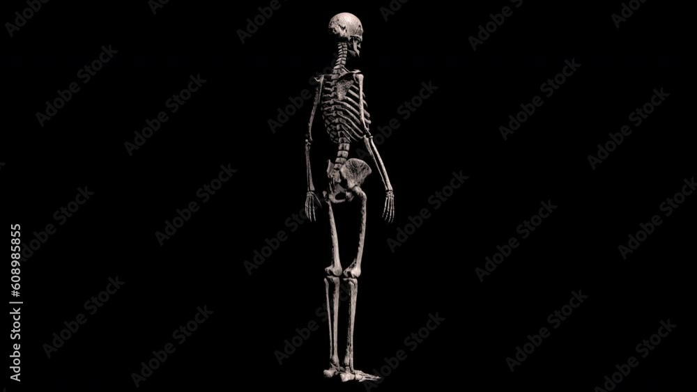 3D Whole Human Skeleton Animation with Feet Knee Joints Hips Rib Cage ...
