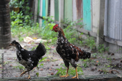 Hen portrait on a farmland, Young chicken walking in a rural environment, Henlooking for food