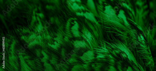 green feathers of the owl with visible details