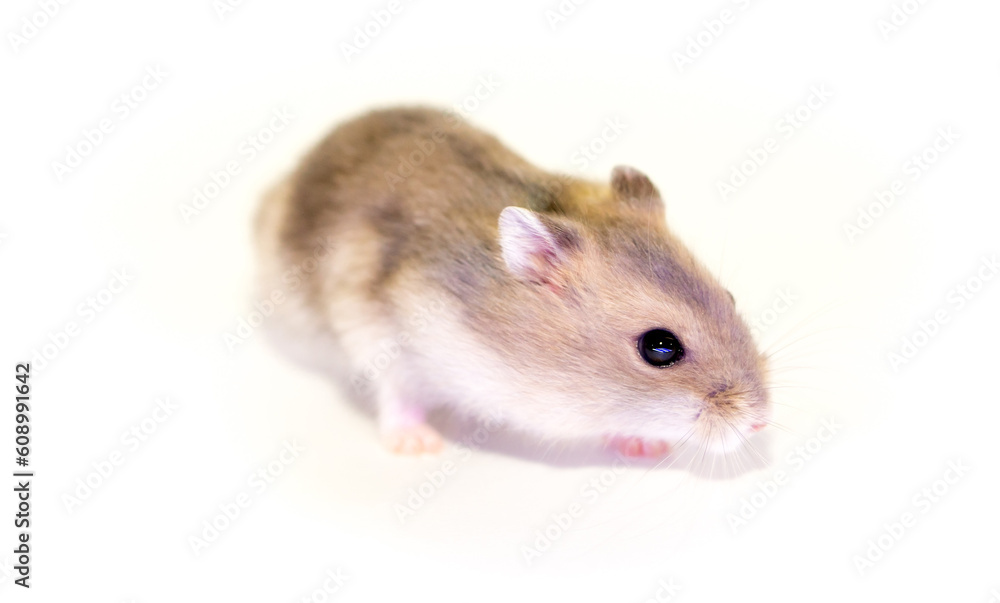 Hamster close-up on a white background. The hamster eats vegetables and nuts. Smiling animal, happy pet.