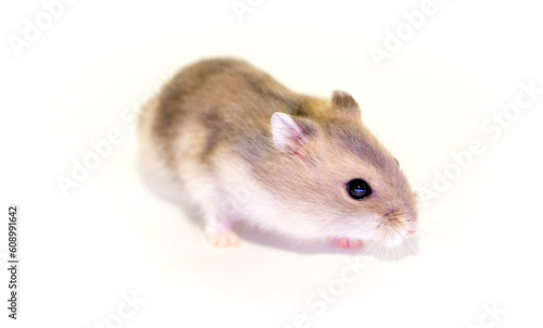 Hamster close-up on a white background. The hamster eats vegetables and nuts. Smiling animal, happy pet.