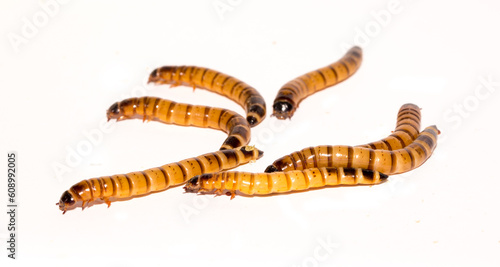 Worms larvae zophobas closeup isolated on white background. Food for exotic animals. The concept of fear and horror, Halloween holiday.