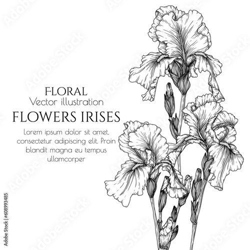 Vector illustration of flowers irises in engraving style